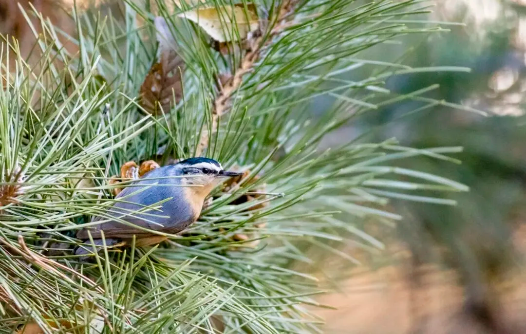春暖花開 遷徙啟幕！來一場治愈系春日觀鳥行吧！