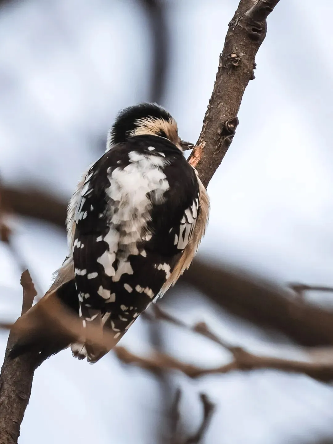 春暖花開 遷徙啟幕！來一場治愈系春日觀鳥行吧！