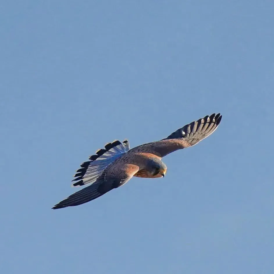 春暖花開 遷徙啟幕！來一場治愈系春日觀鳥行吧！