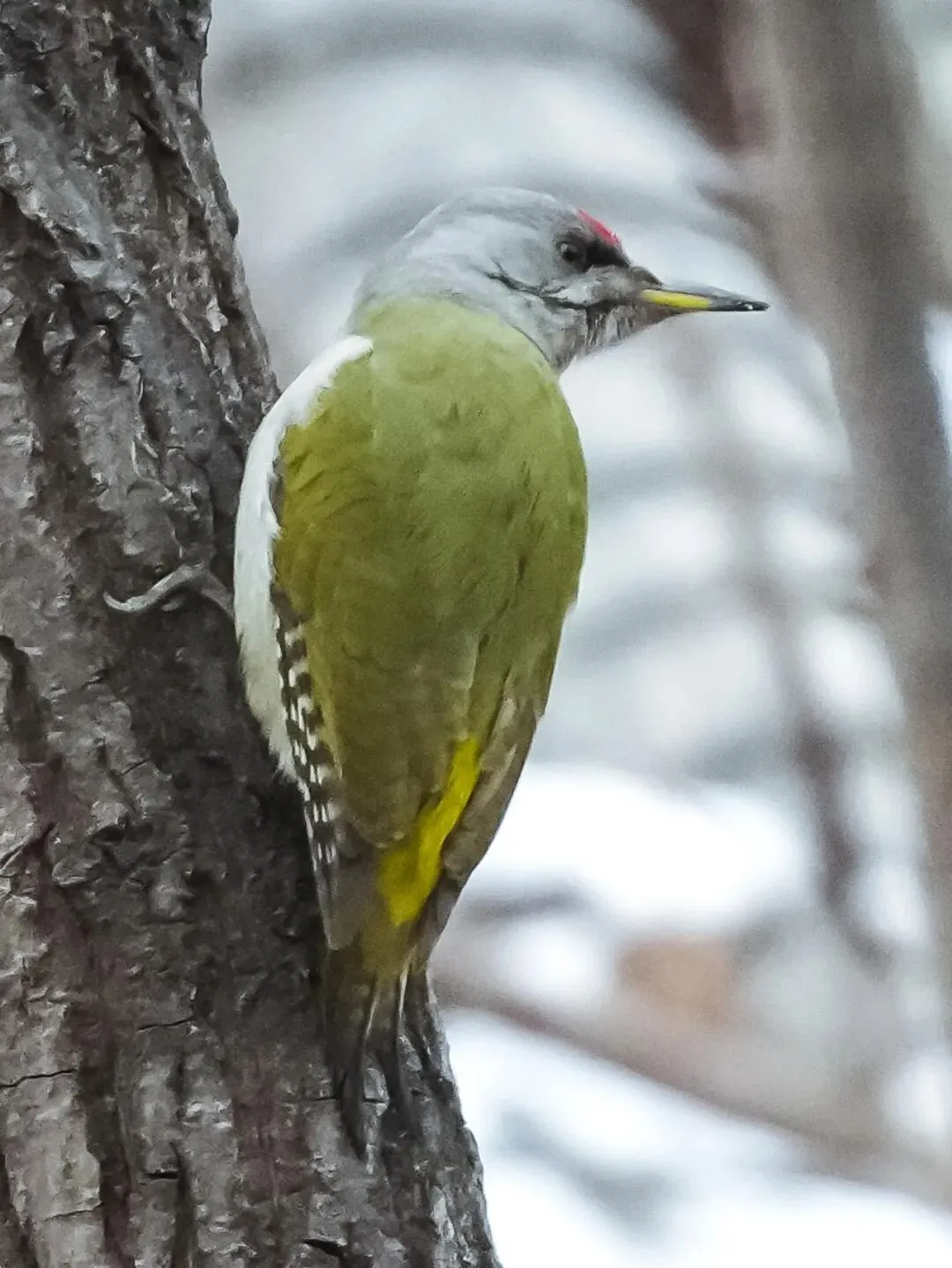 春暖花開 遷徙啟幕！來一場治愈系春日觀鳥行吧！