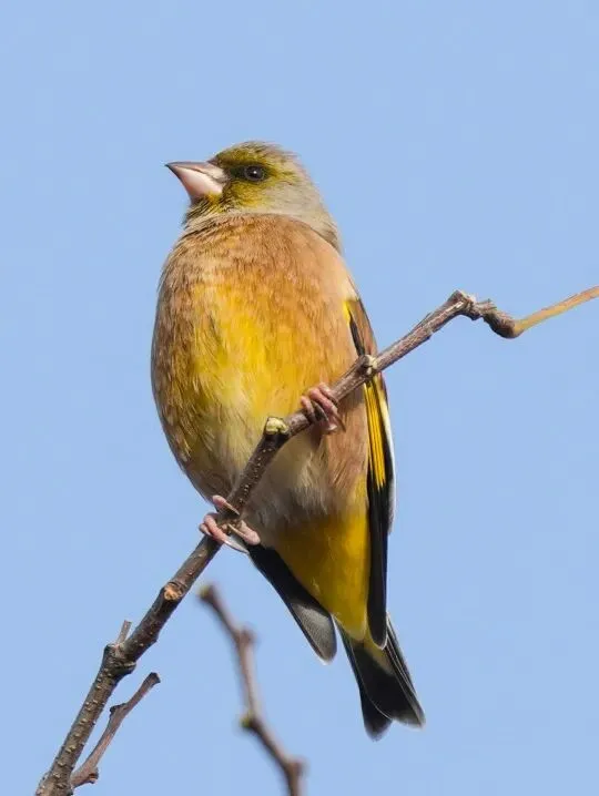 春暖花開 遷徙啟幕！來一場治愈系春日觀鳥行吧！