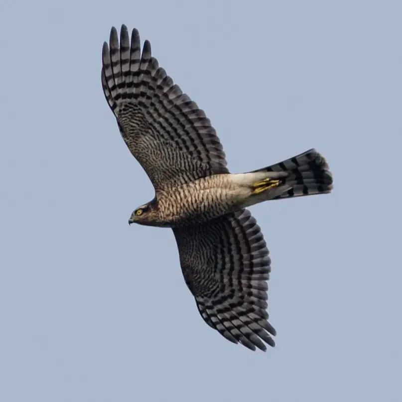 春暖花開 遷徙啟幕！來一場治愈系春日觀鳥行吧！