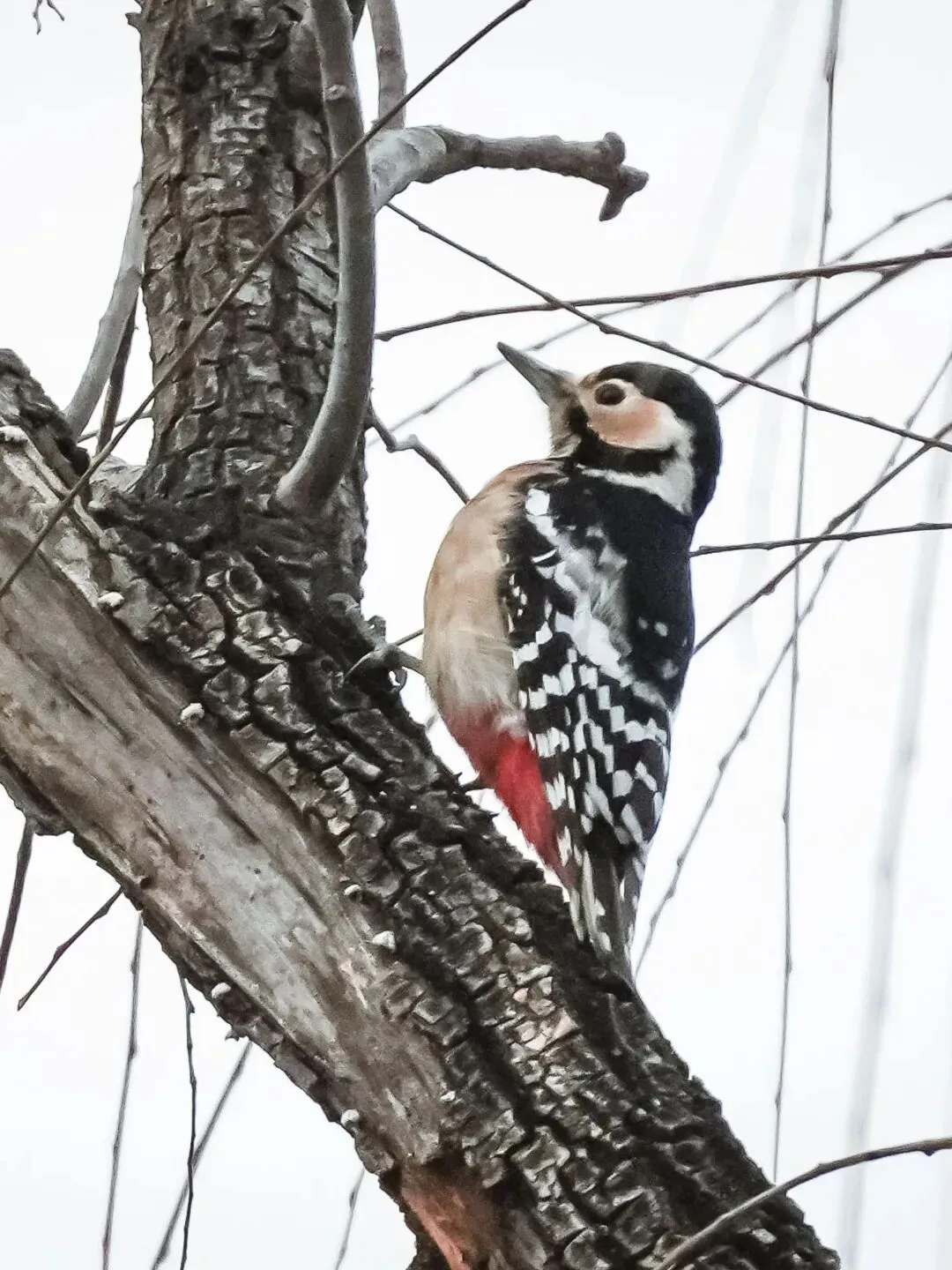 春暖花開 遷徙啟幕！來一場治愈系春日觀鳥行吧！