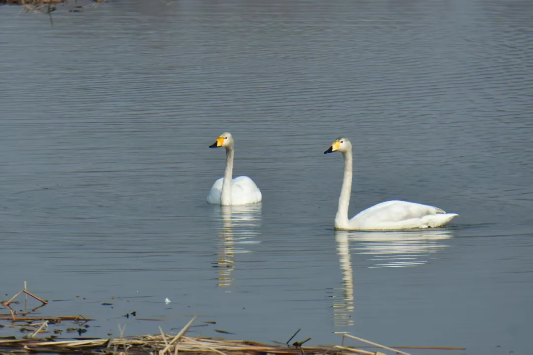 碧波映白羽 在昌平沙河水庫邂逅天鵝的春日浪漫！