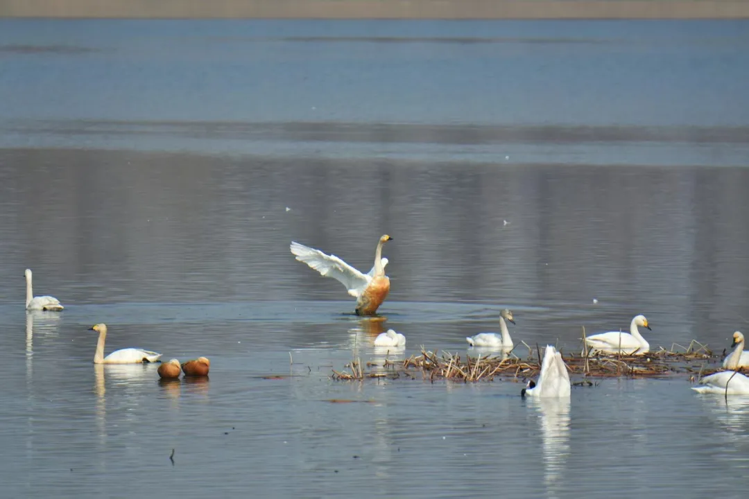 碧波映白羽 在昌平沙河水庫邂逅天鵝的春日浪漫！