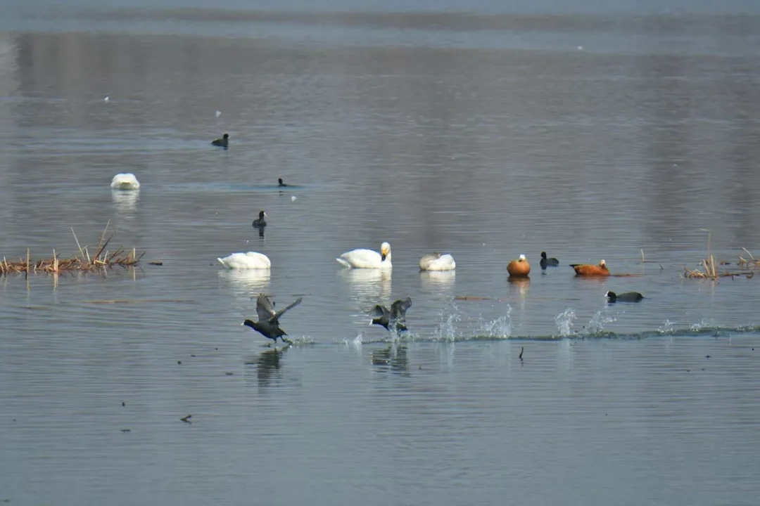 碧波映白羽 在昌平沙河水庫邂逅天鵝的春日浪漫！
