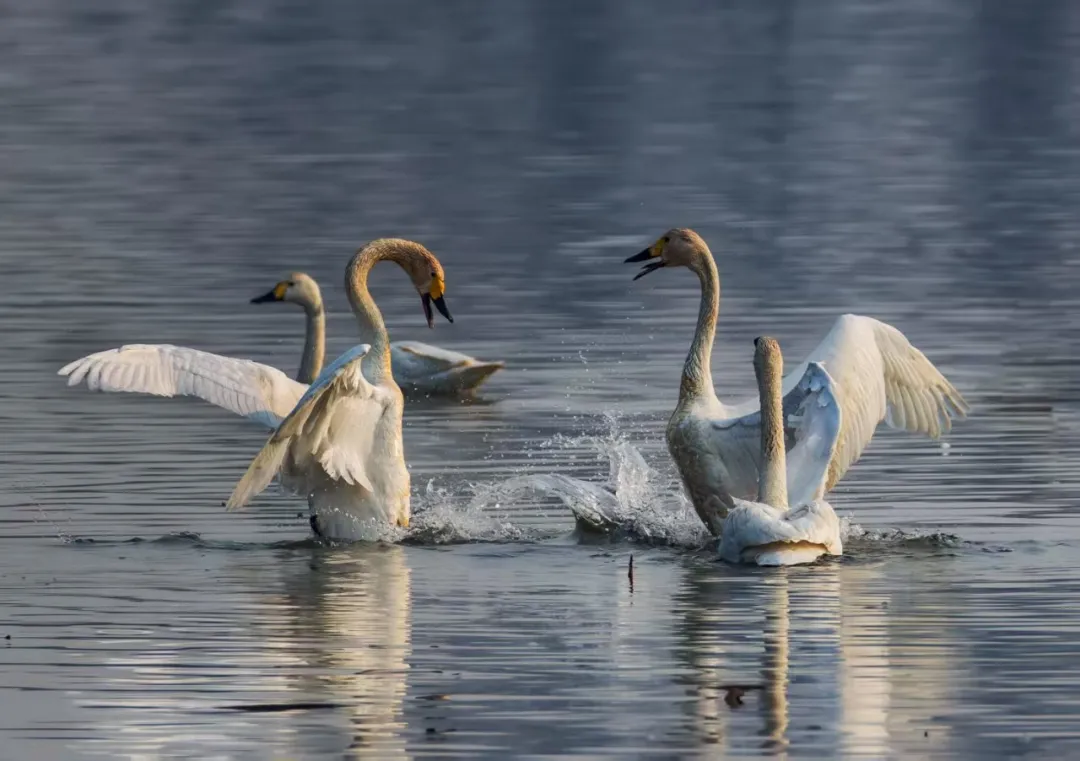 碧波映白羽 在昌平沙河水庫邂逅天鵝的春日浪漫！