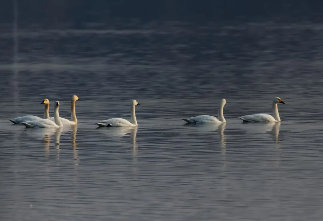 碧波映白羽 在昌平沙河水庫邂逅天鵝的春日浪漫！