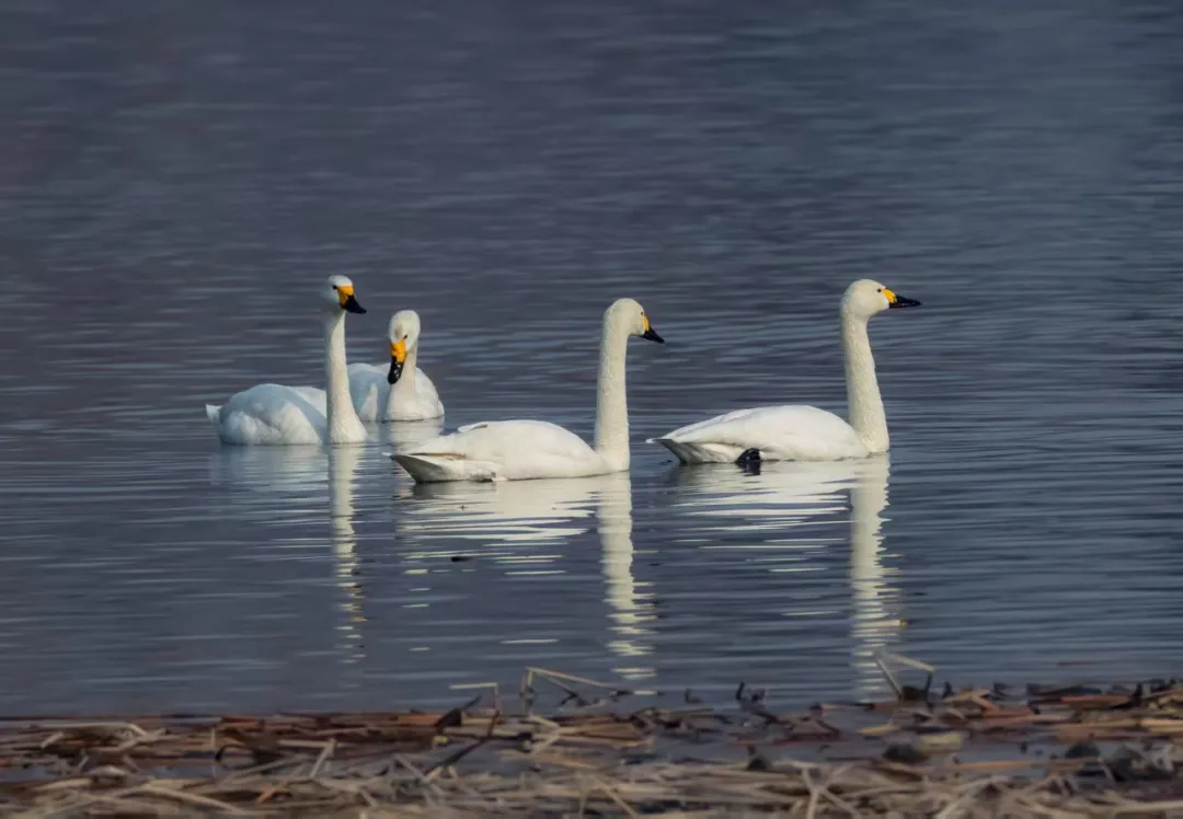 碧波映白羽 在昌平沙河水庫邂逅天鵝的春日浪漫！