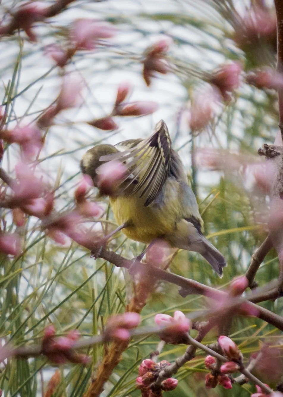 誰(shuí)家鳥(niǎo)回來(lái)啦？這份北京春季觀鳥(niǎo)指南請(qǐng)查收