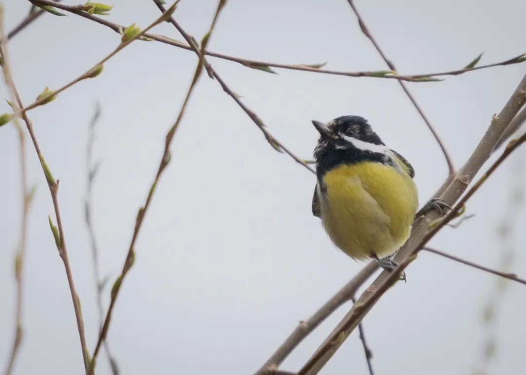 誰(shuí)家鳥(niǎo)回來(lái)啦？這份北京春季觀鳥(niǎo)指南請(qǐng)查收