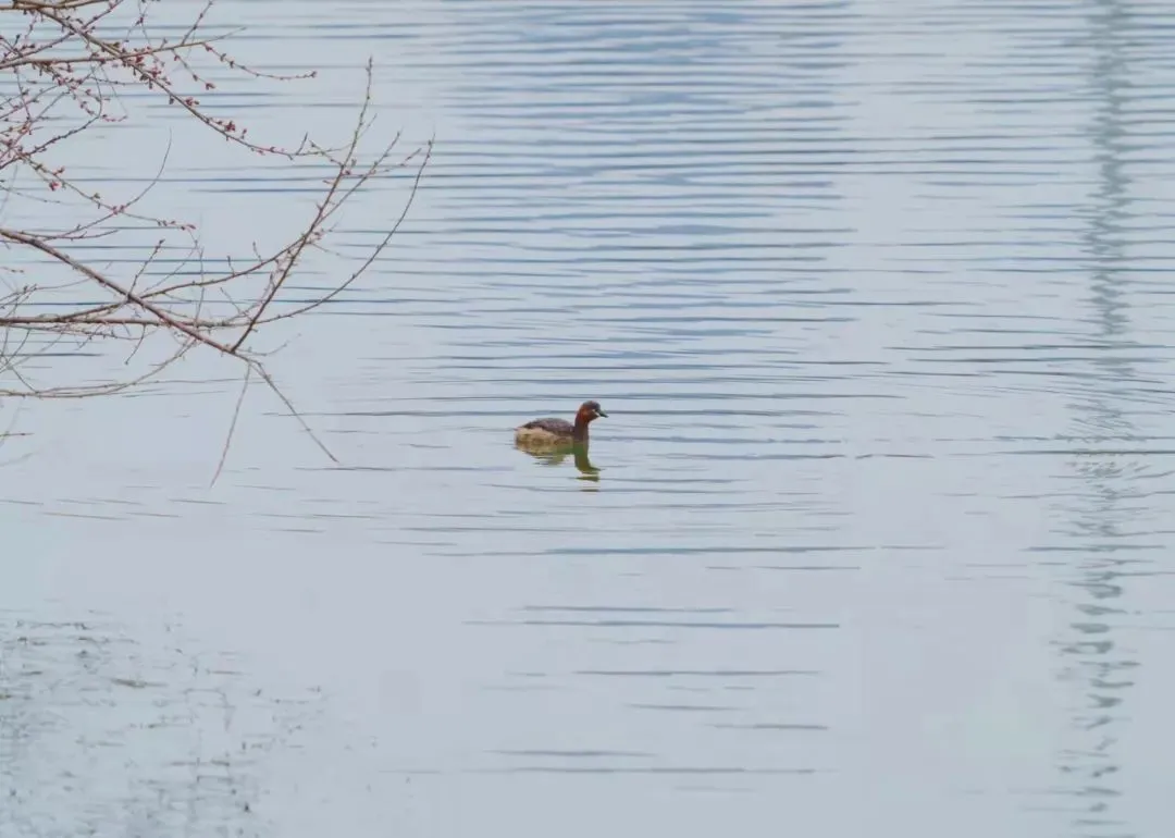 誰(shuí)家鳥(niǎo)回來(lái)啦？這份北京春季觀鳥(niǎo)指南請(qǐng)查收