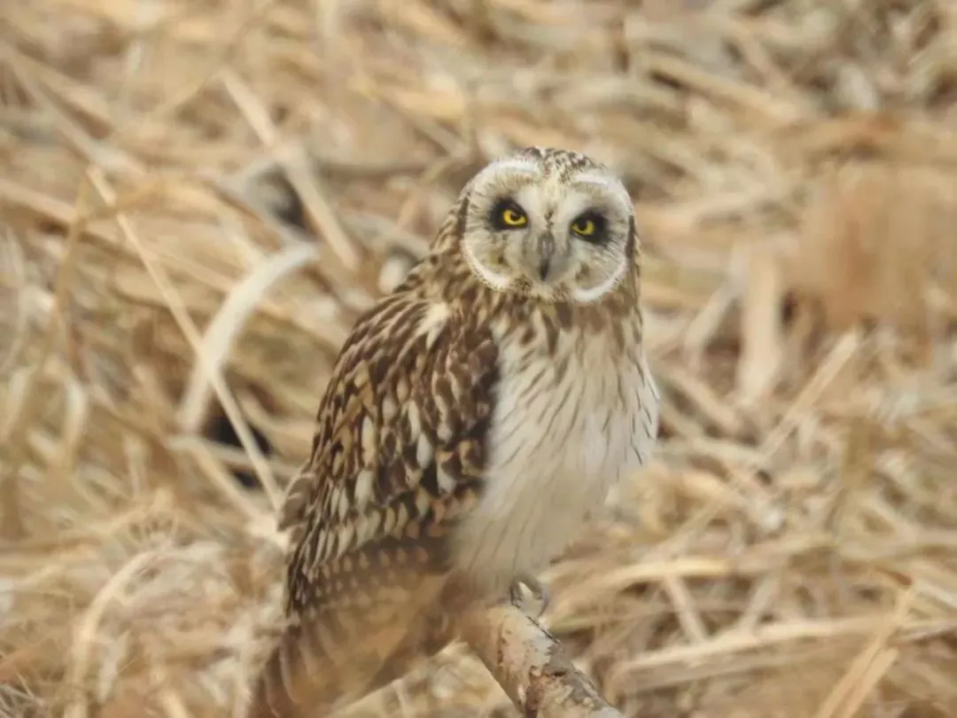 誰(shuí)家鳥(niǎo)回來(lái)啦？這份北京春季觀鳥(niǎo)指南請(qǐng)查收