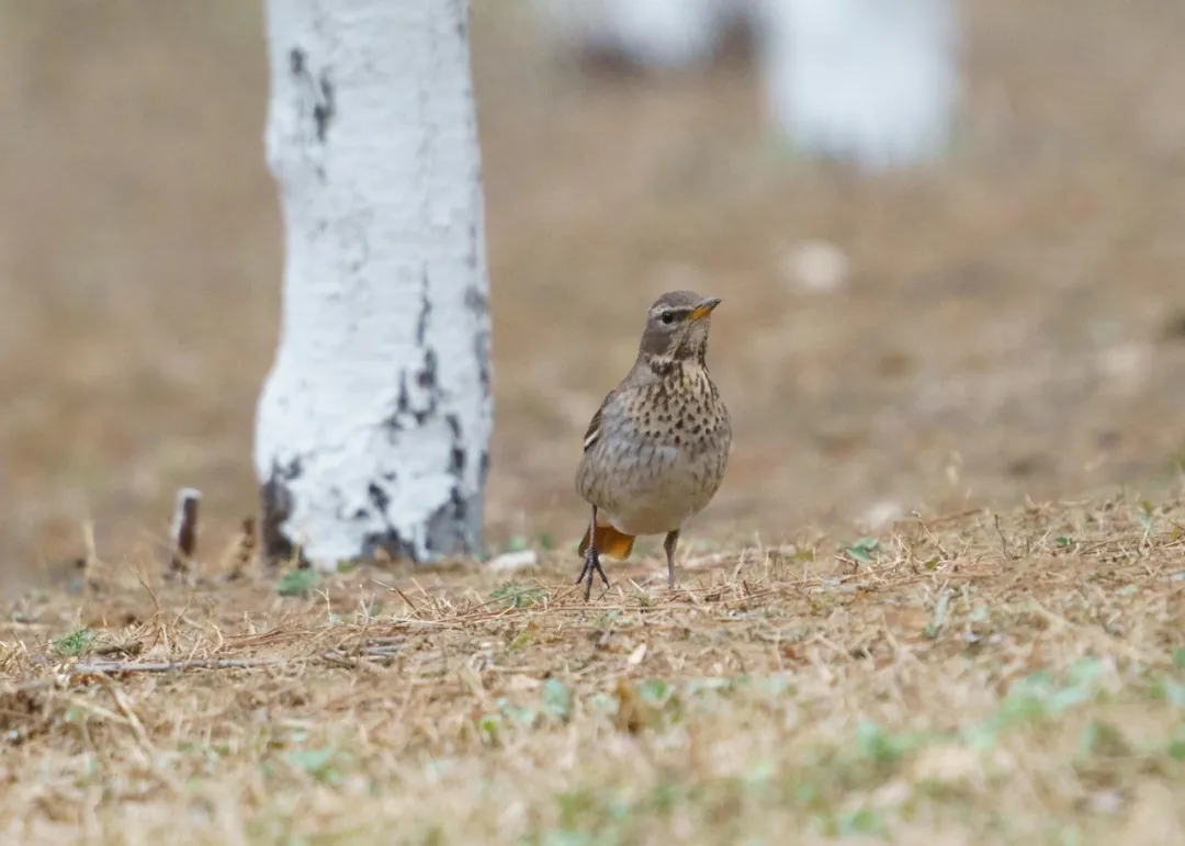 誰(shuí)家鳥(niǎo)回來(lái)啦？這份北京春季觀鳥(niǎo)指南請(qǐng)查收