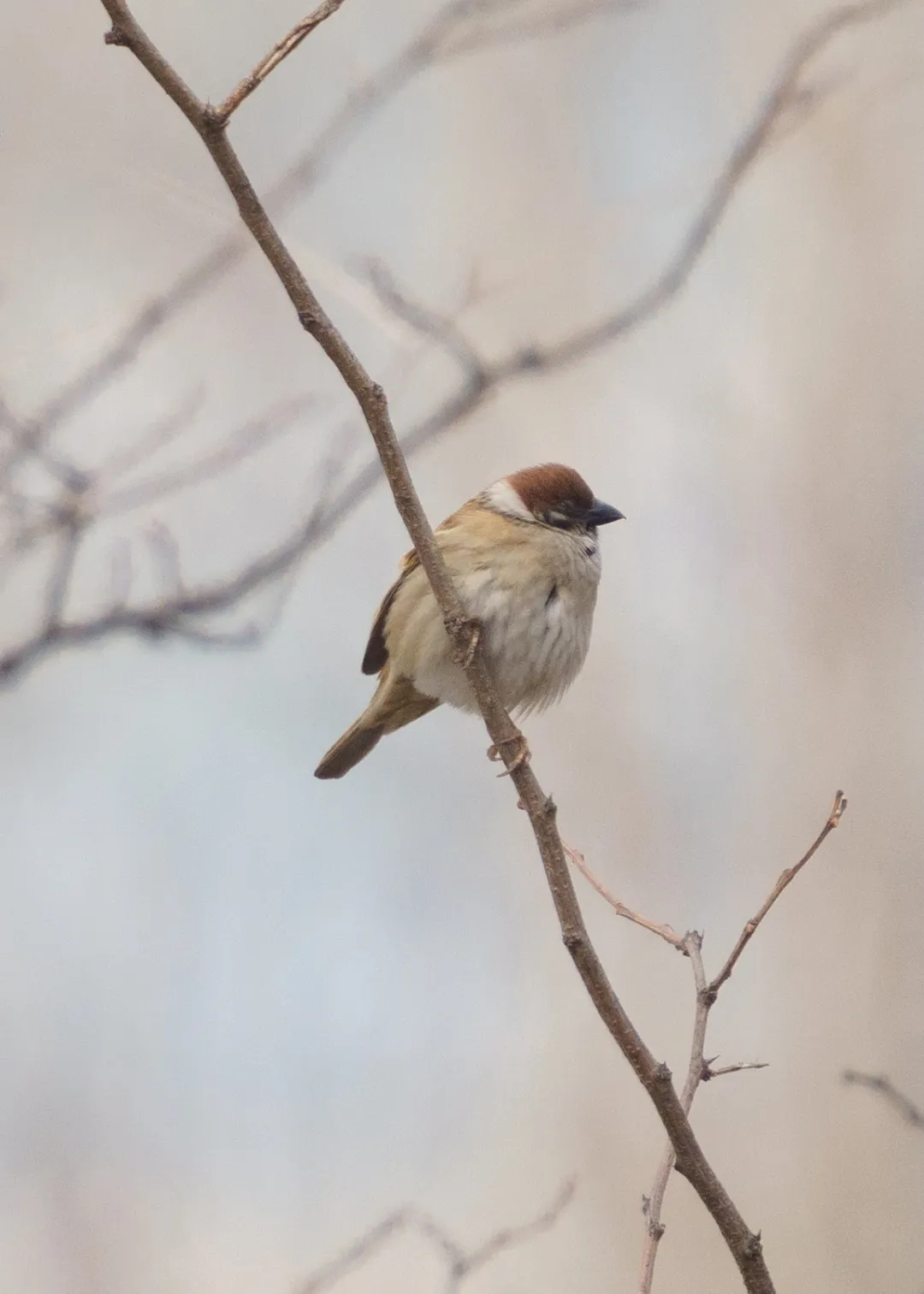 誰(shuí)家鳥(niǎo)回來(lái)啦？這份北京春季觀鳥(niǎo)指南請(qǐng)查收