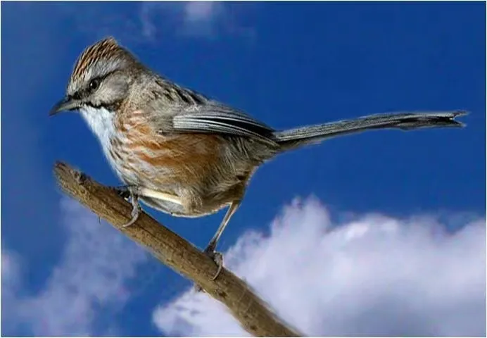 誰(shuí)家鳥(niǎo)回來(lái)啦？這份北京春季觀鳥(niǎo)指南請(qǐng)查收