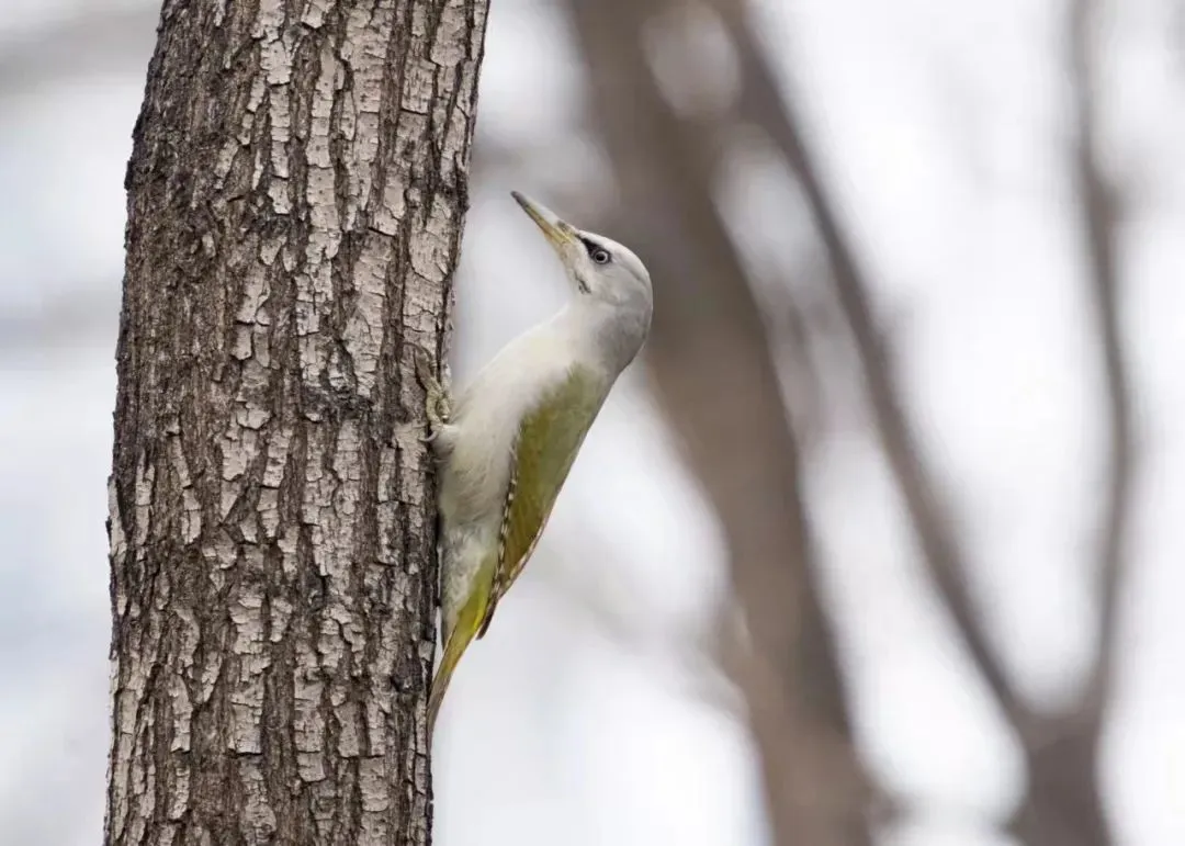 誰(shuí)家鳥(niǎo)回來(lái)啦？這份北京春季觀鳥(niǎo)指南請(qǐng)查收