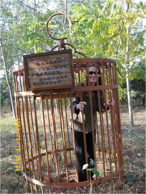 誰(shuí)家鳥(niǎo)回來(lái)啦？這份北京春季觀鳥(niǎo)指南請(qǐng)查收