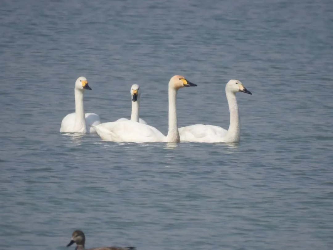 誰(shuí)家鳥(niǎo)回來(lái)啦？這份北京春季觀鳥(niǎo)指南請(qǐng)查收