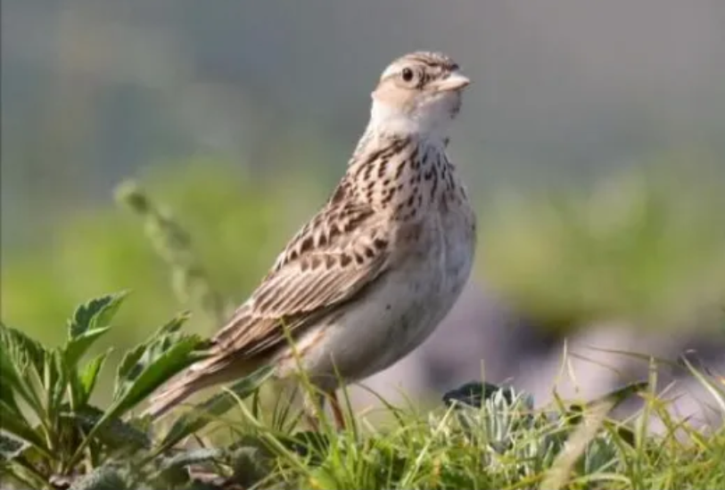 春日觀鳥正當時！北京這些寶藏飛羽打卡地 快收藏