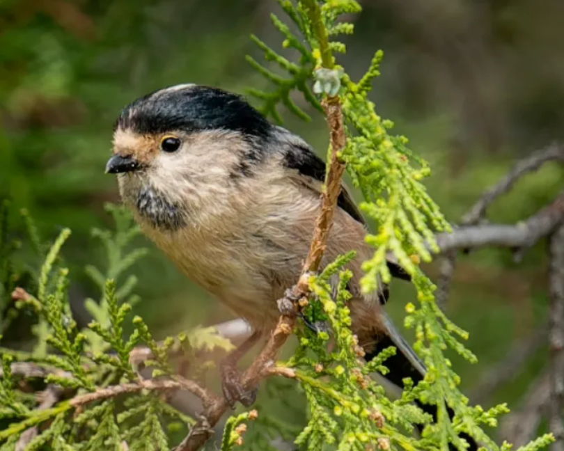 春日觀鳥正當時！北京這些寶藏飛羽打卡地 快收藏