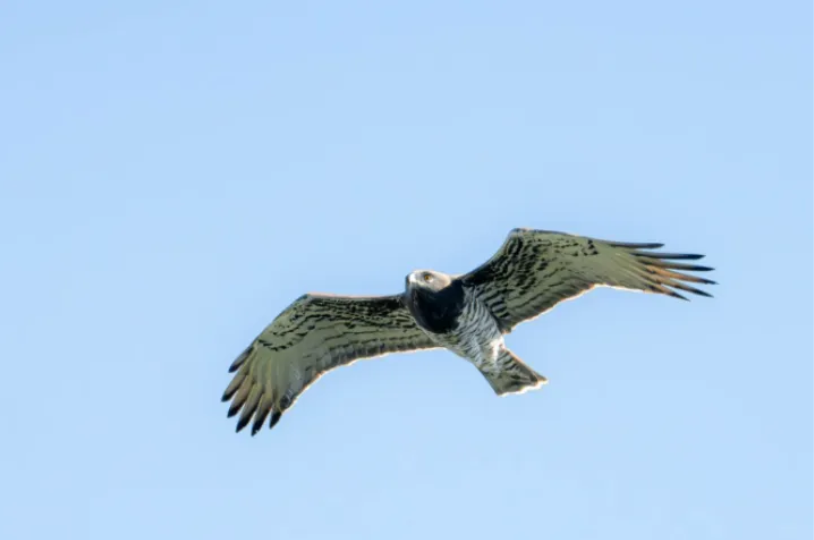 春日觀鳥正當時！北京這些寶藏飛羽打卡地 快收藏