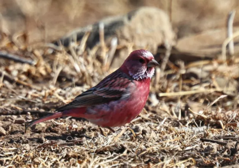 春日觀鳥正當時！北京這些寶藏飛羽打卡地 快收藏