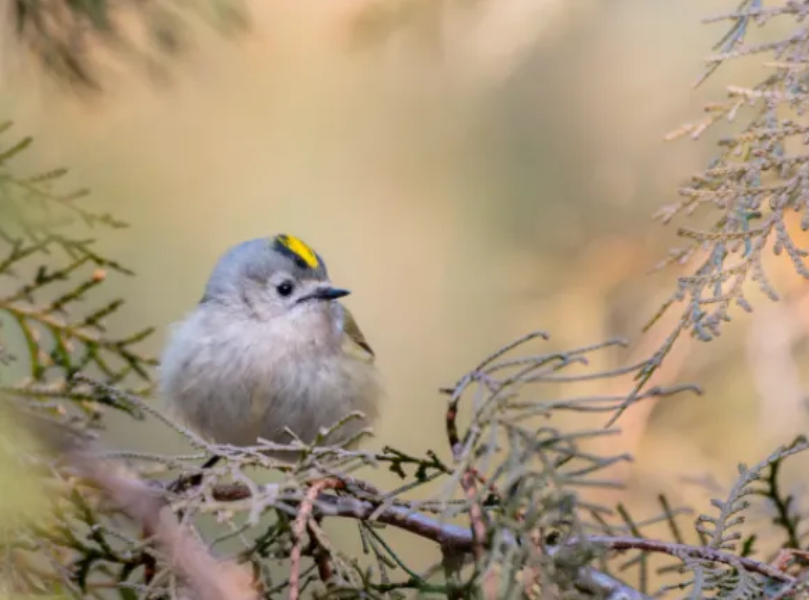 春日觀鳥正當時！北京這些寶藏飛羽打卡地 快收藏