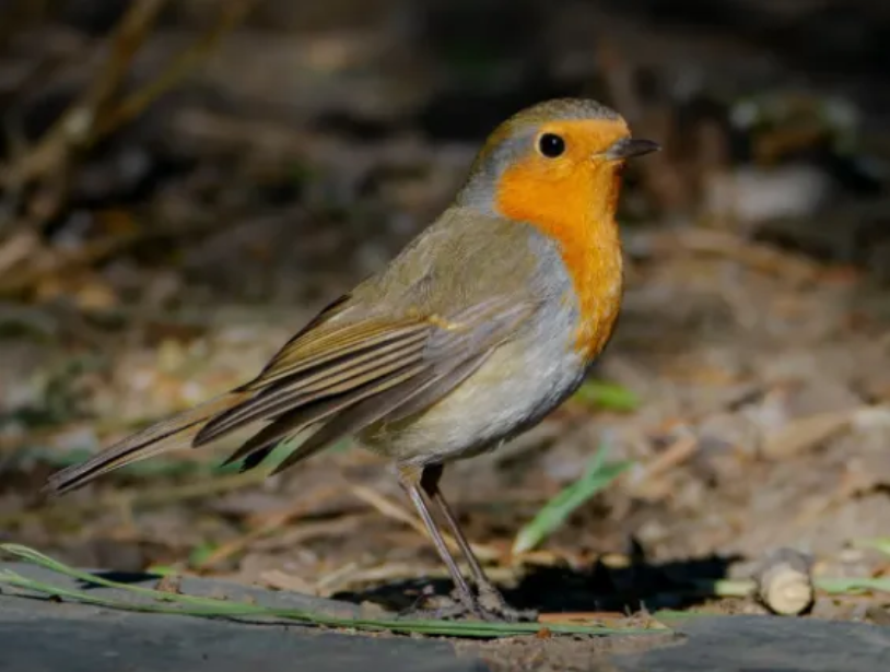 春日觀鳥正當時！北京這些寶藏飛羽打卡地 快收藏