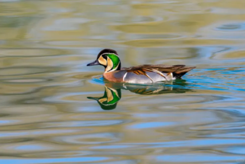 春日觀鳥正當時！北京這些寶藏飛羽打卡地 快收藏