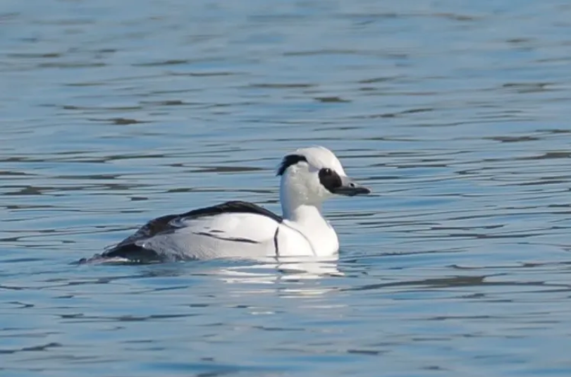 春日觀鳥正當時！北京這些寶藏飛羽打卡地 快收藏