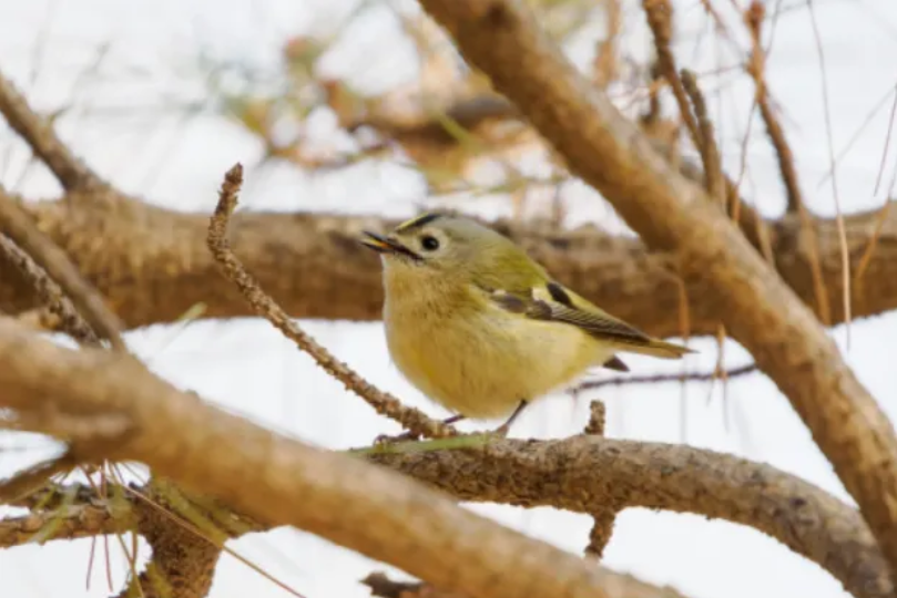 春日觀鳥正當時！北京這些寶藏飛羽打卡地 快收藏