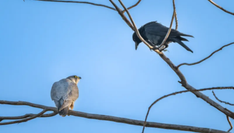 春日觀鳥正當時！北京這些寶藏飛羽打卡地 快收藏