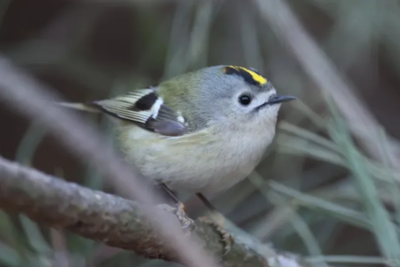 春日觀鳥正當時！北京這些寶藏飛羽打卡地 快收藏