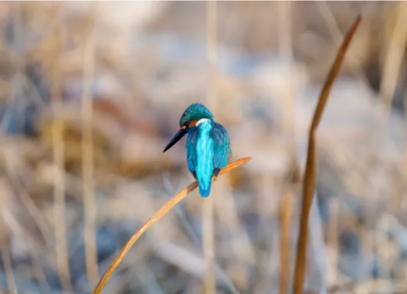 春日觀鳥正當時！北京這些寶藏飛羽打卡地 快收藏