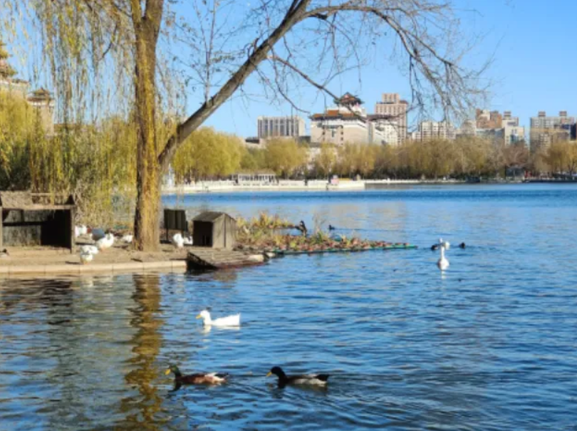 春日觀鳥正當時！北京這些寶藏飛羽打卡地 快收藏