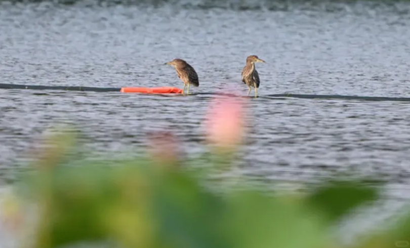 春日觀鳥正當時！北京這些寶藏飛羽打卡地 快收藏