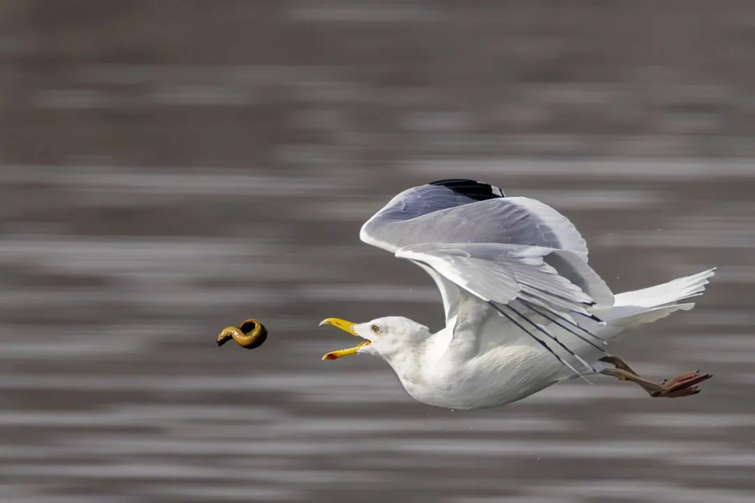 在北京也能看海鷗啦！