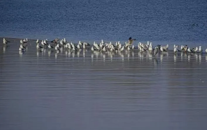 在北京也能看海鷗啦！