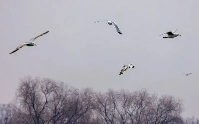 在北京也能看海鷗啦！
