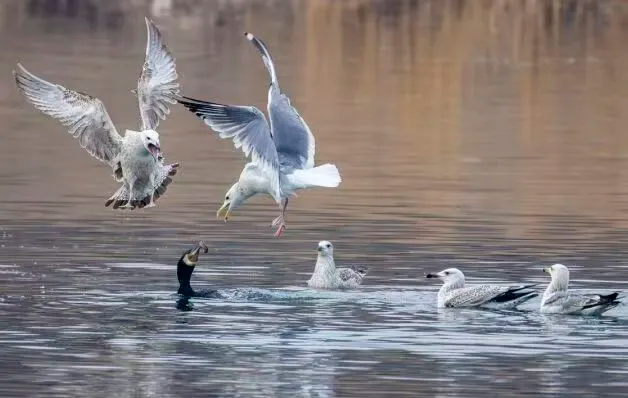 在北京也能看海鷗啦！