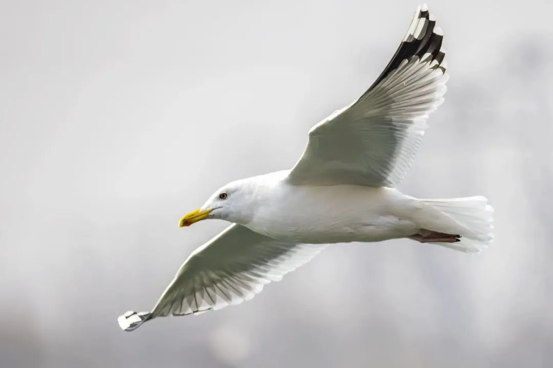 在北京也能看海鷗啦！