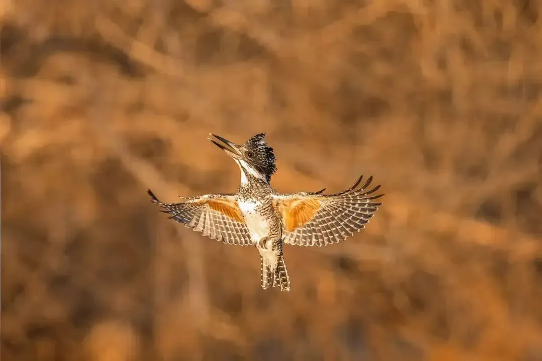 @李現(xiàn) 22個！北京還有這些“打鳥”勝地 附地圖→