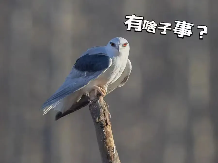 @李現(xiàn) 22個！北京還有這些“打鳥”勝地 附地圖→