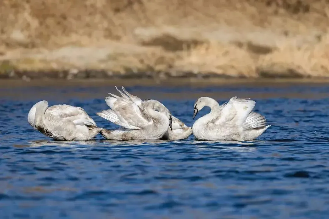 @李現(xiàn) 22個！北京還有這些“打鳥”勝地 附地圖→