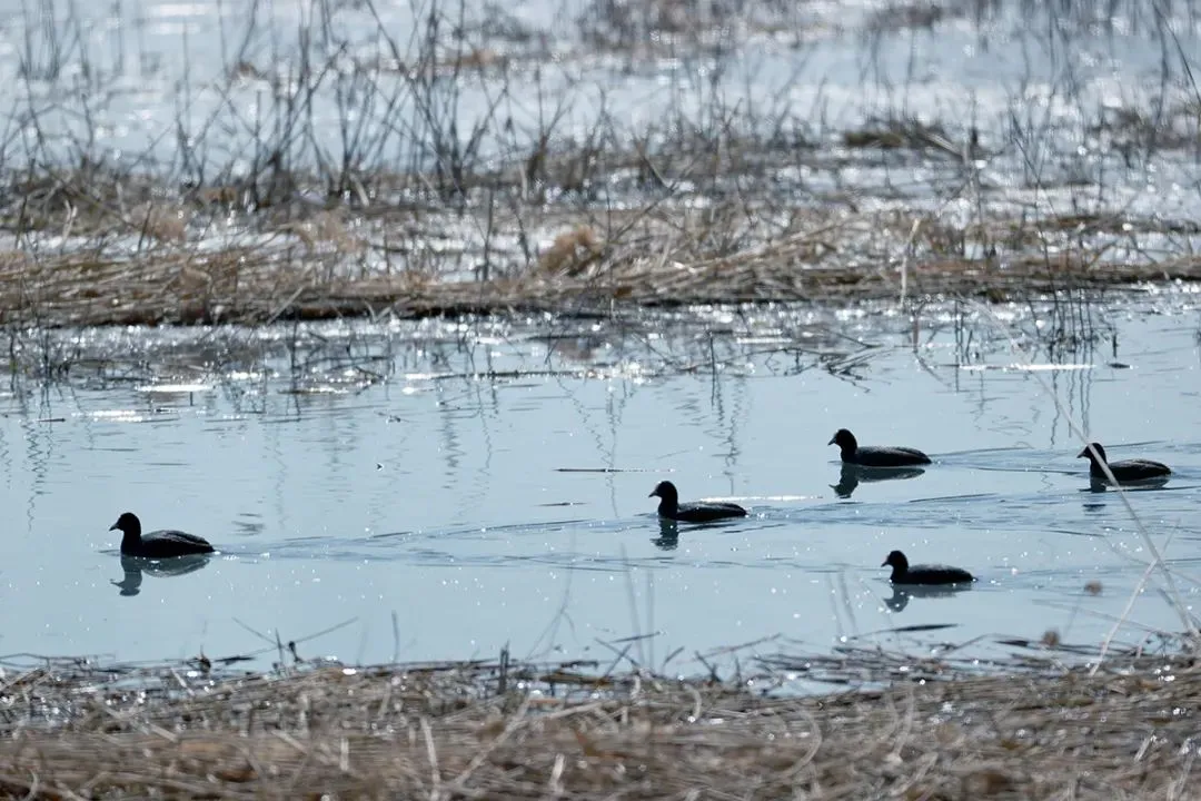 @李現(xiàn) 22個！北京還有這些“打鳥”勝地 附地圖→