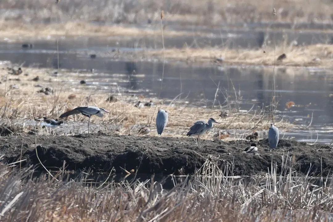 @李現(xiàn) 22個！北京還有這些“打鳥”勝地 附地圖→