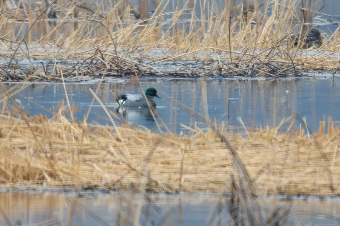 @李現(xiàn) 22個！北京還有這些“打鳥”勝地 附地圖→