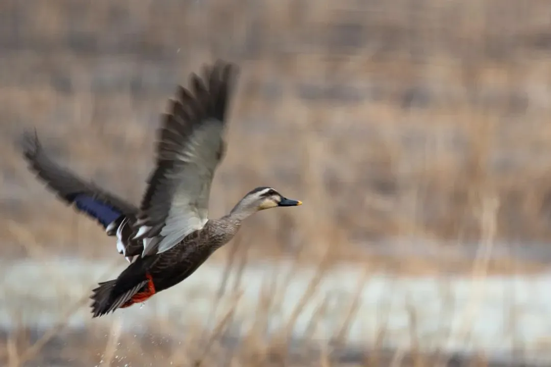 @李現(xiàn) 22個！北京還有這些“打鳥”勝地 附地圖→