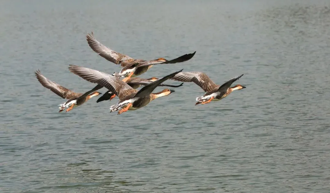 @李現(xiàn) 22個！北京還有這些“打鳥”勝地 附地圖→